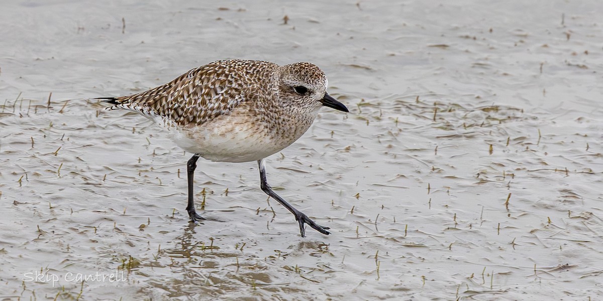 Black-bellied Plover - ML646318290