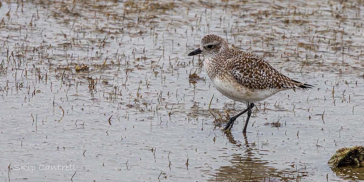 Black-bellied Plover - ML646318291