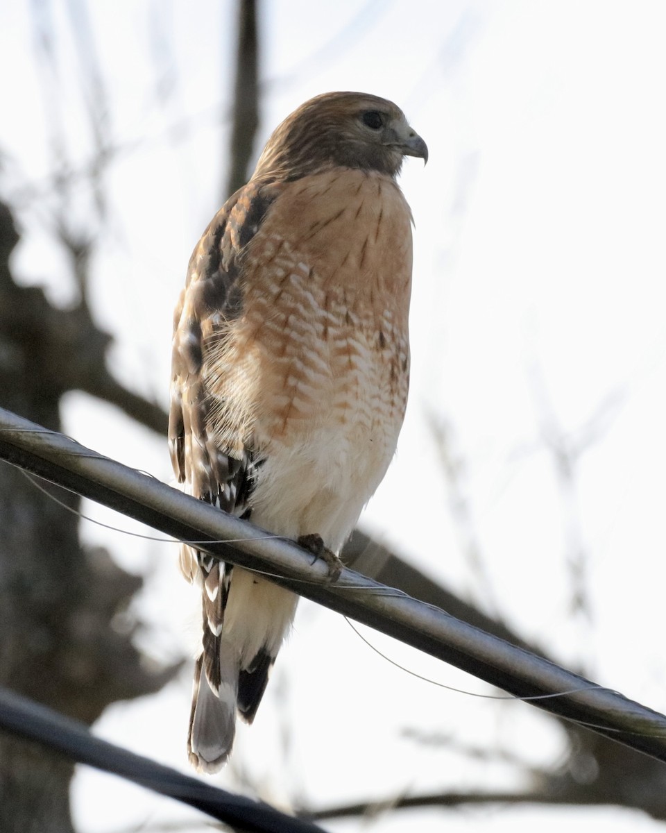 Red-shouldered Hawk - ML646318294