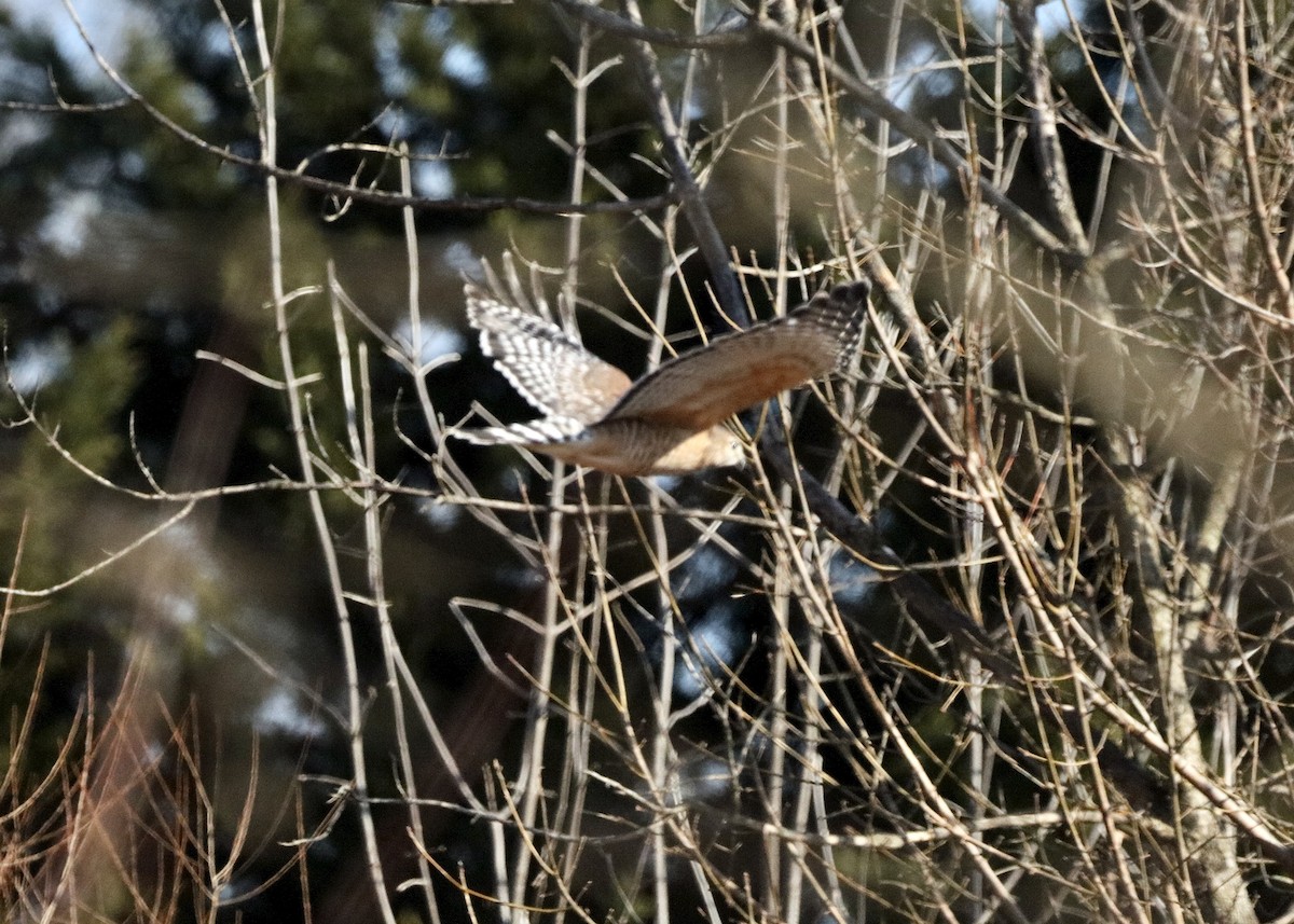 Red-shouldered Hawk - ML646318295