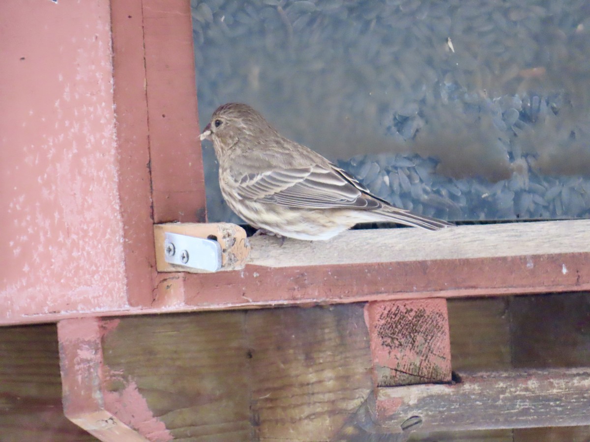 House Finch - ML646318297