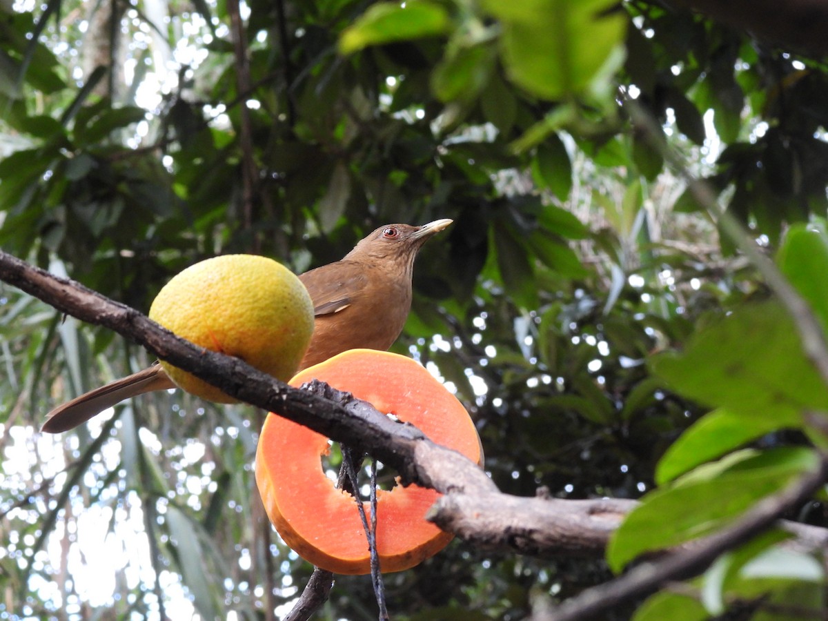 Clay-colored Thrush - ML646318308