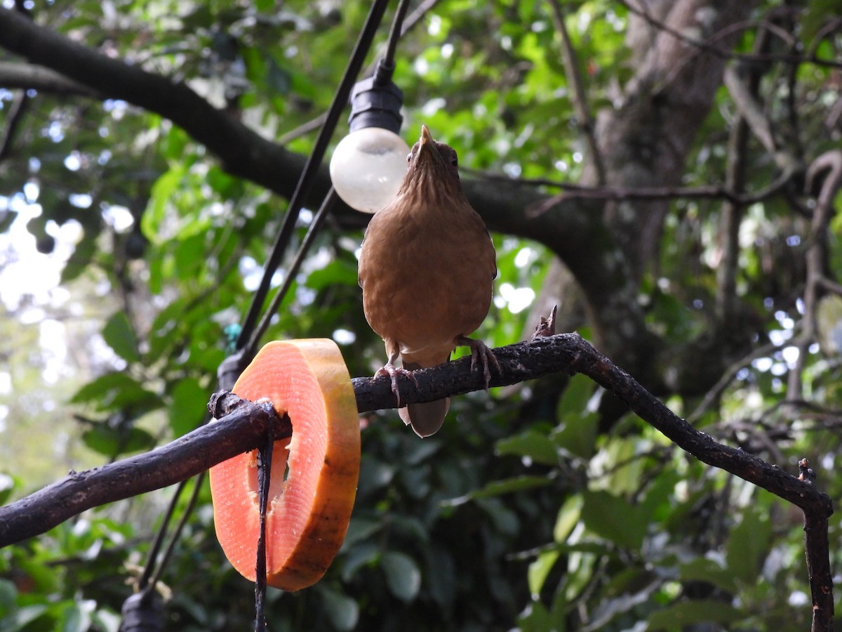 Clay-colored Thrush - ML646318309