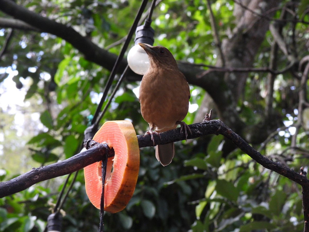 Clay-colored Thrush - ML646318310
