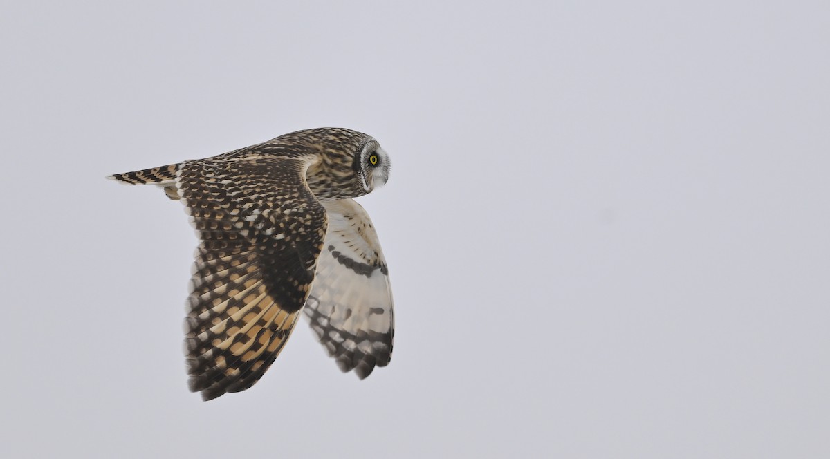 Short-eared Owl - ML646318311