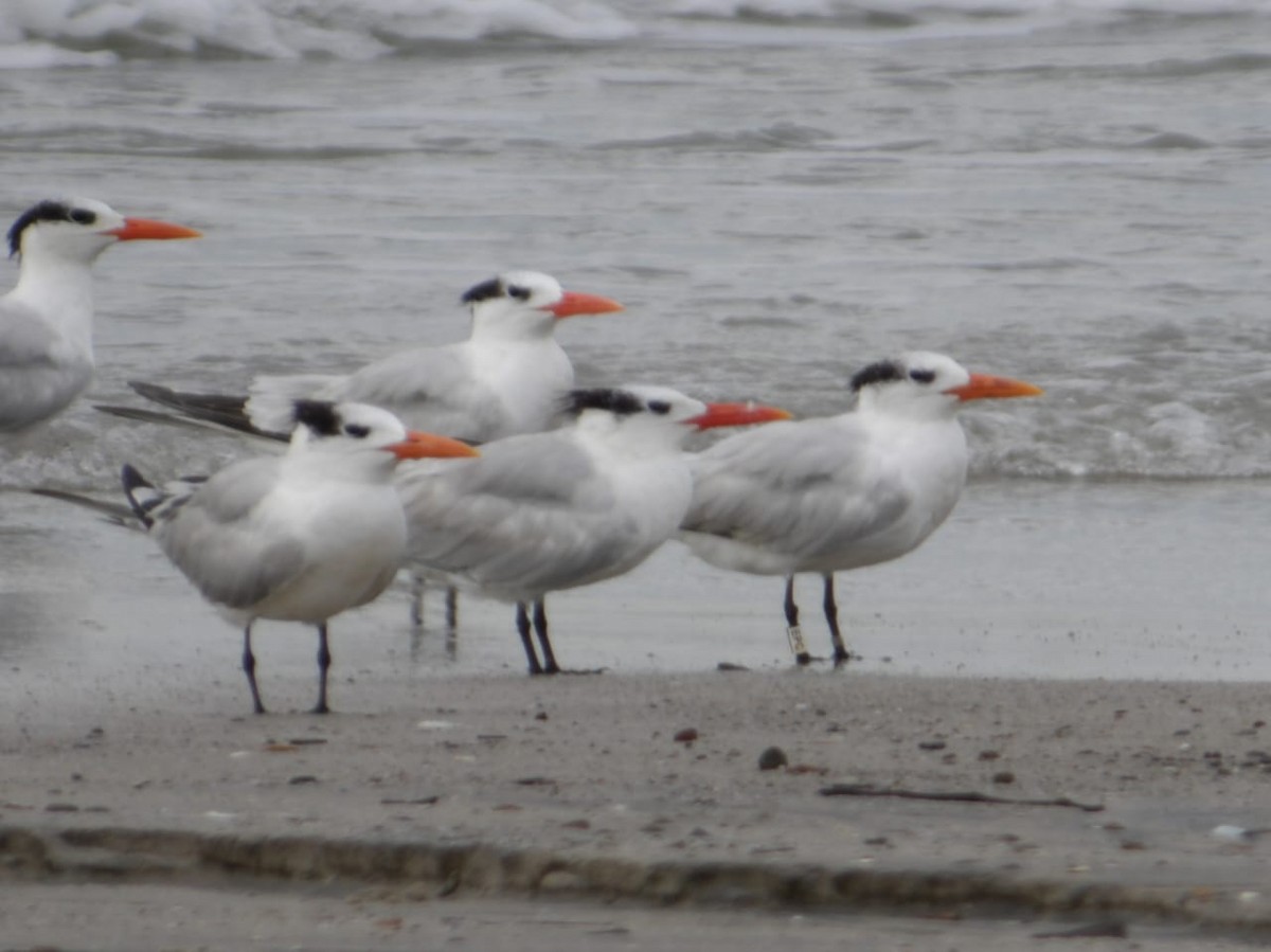 Royal Tern - ML646318312