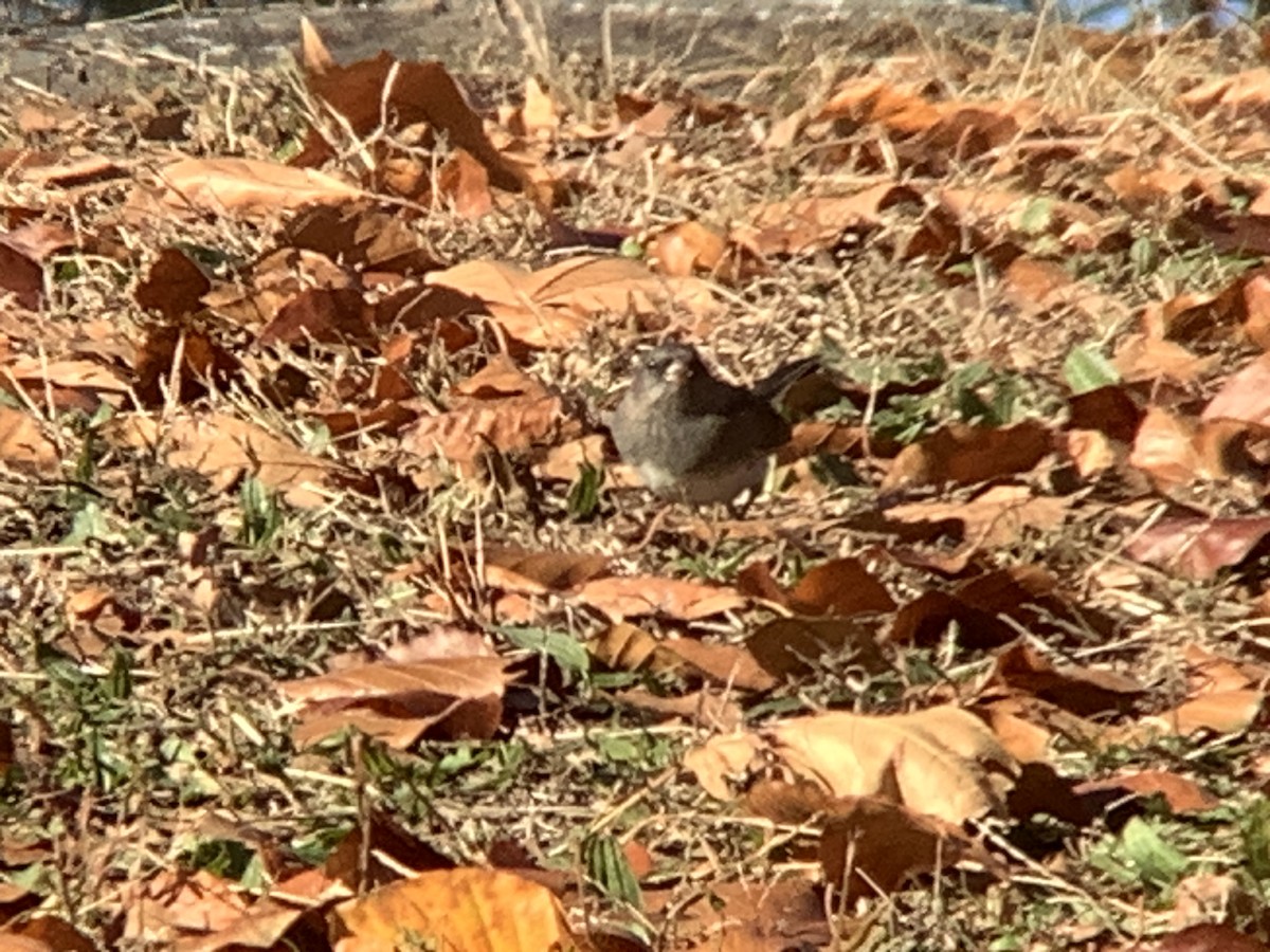 Dark-eyed Junco - ML646318313