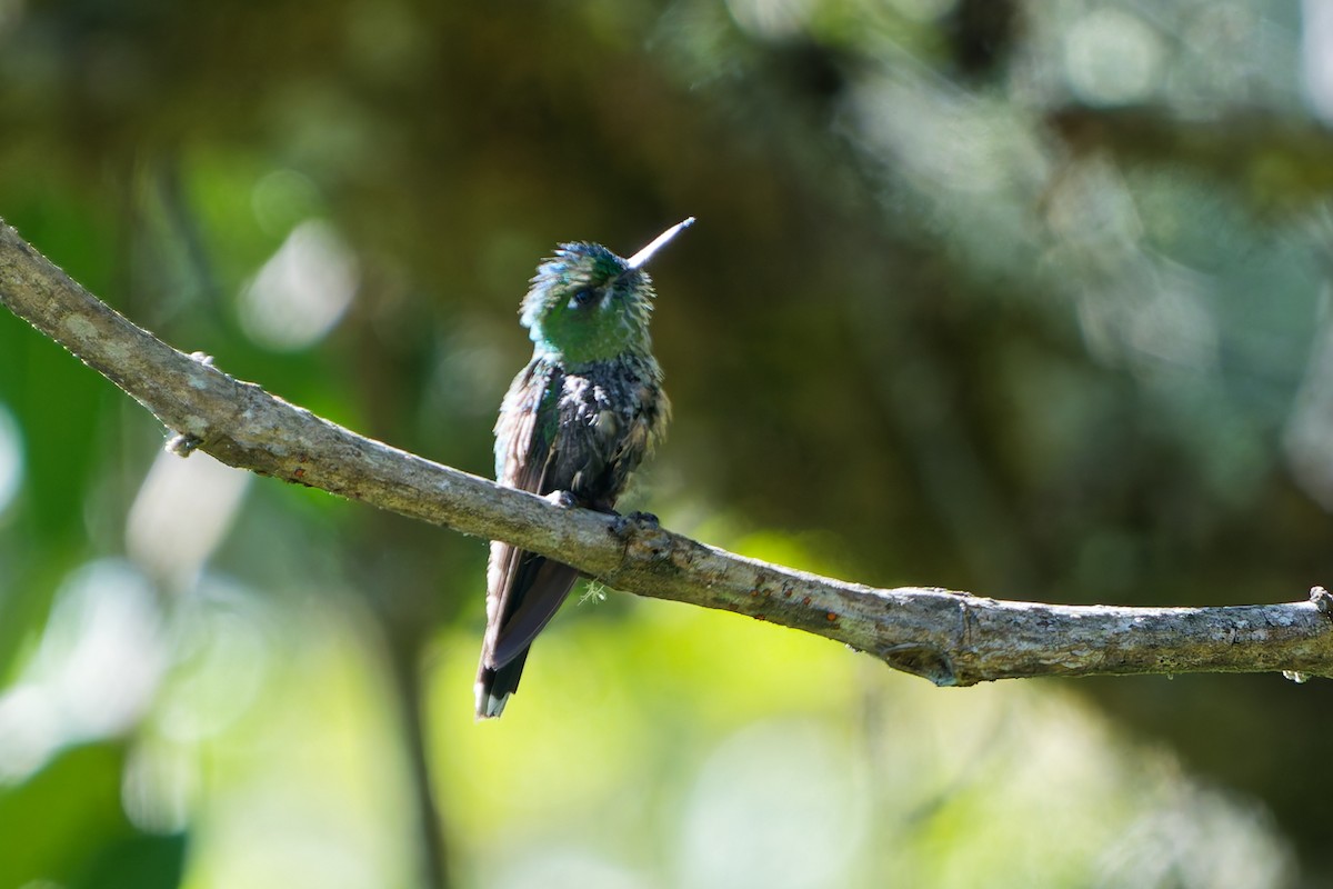 Purple-backed Thornbill - ML646318316
