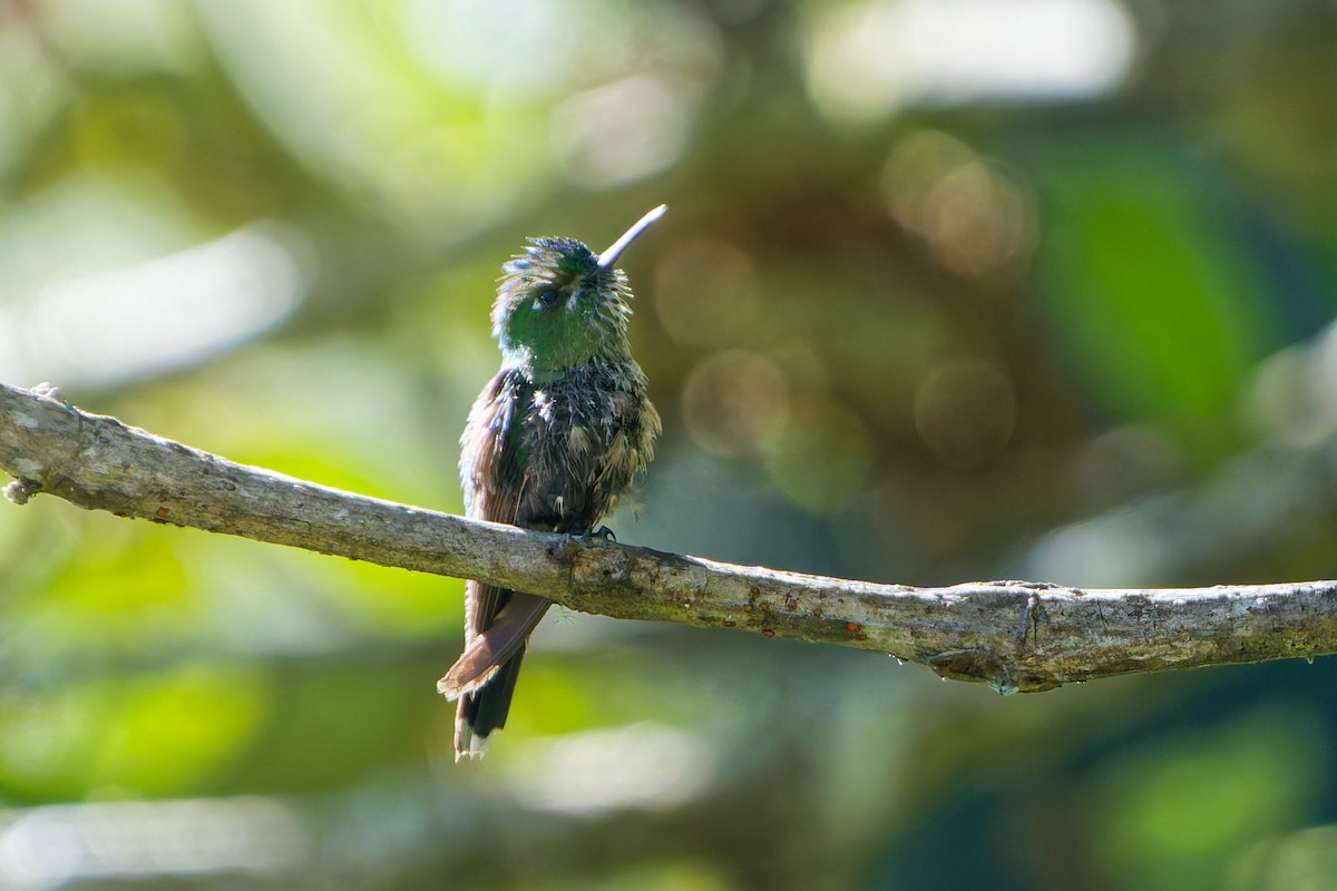 Purple-backed Thornbill - ML646318317