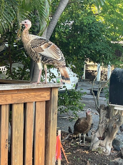 Wild Turkey - ML646318318