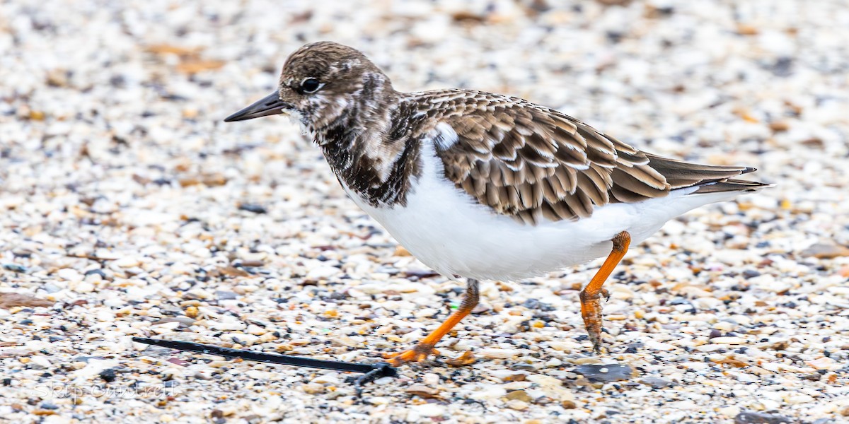 Ruddy Turnstone - ML646318320