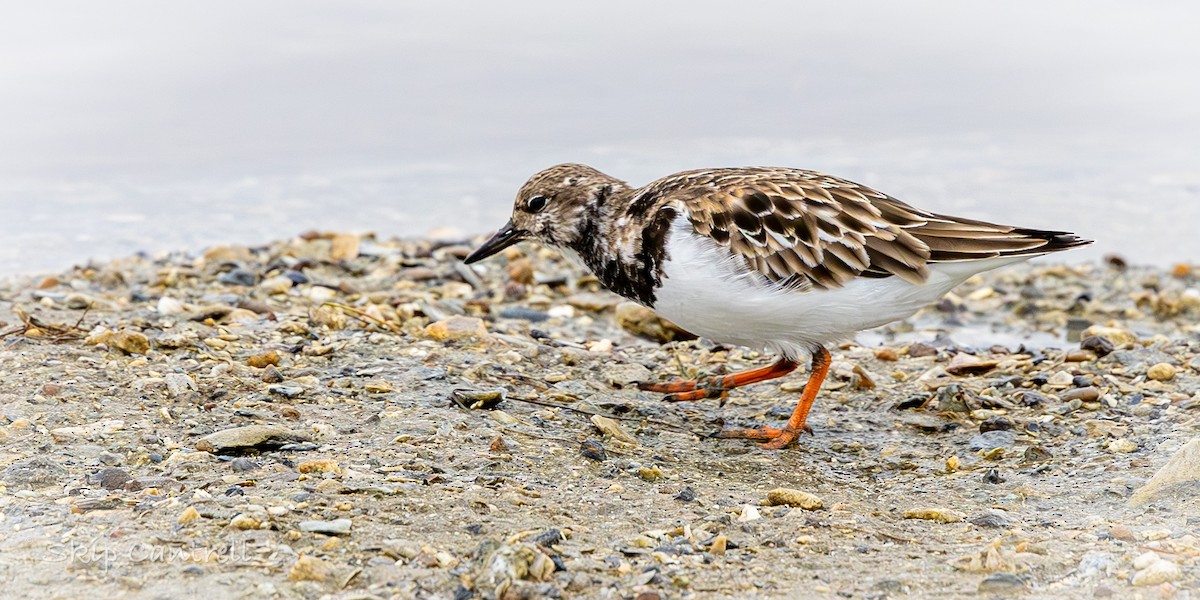 Ruddy Turnstone - ML646318321
