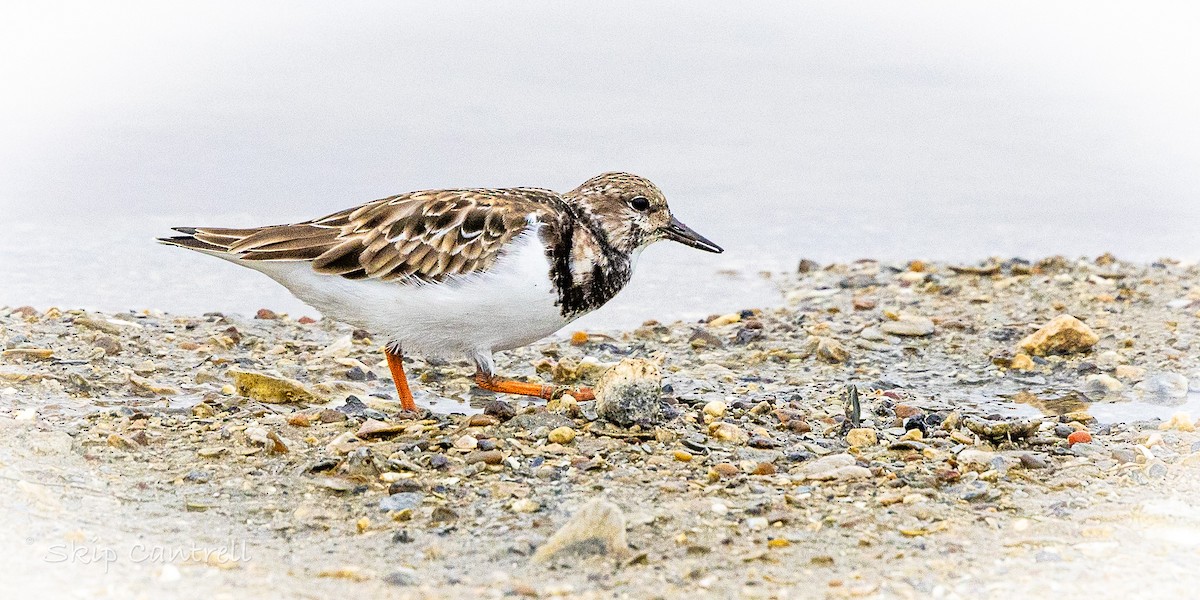 Ruddy Turnstone - ML646318322