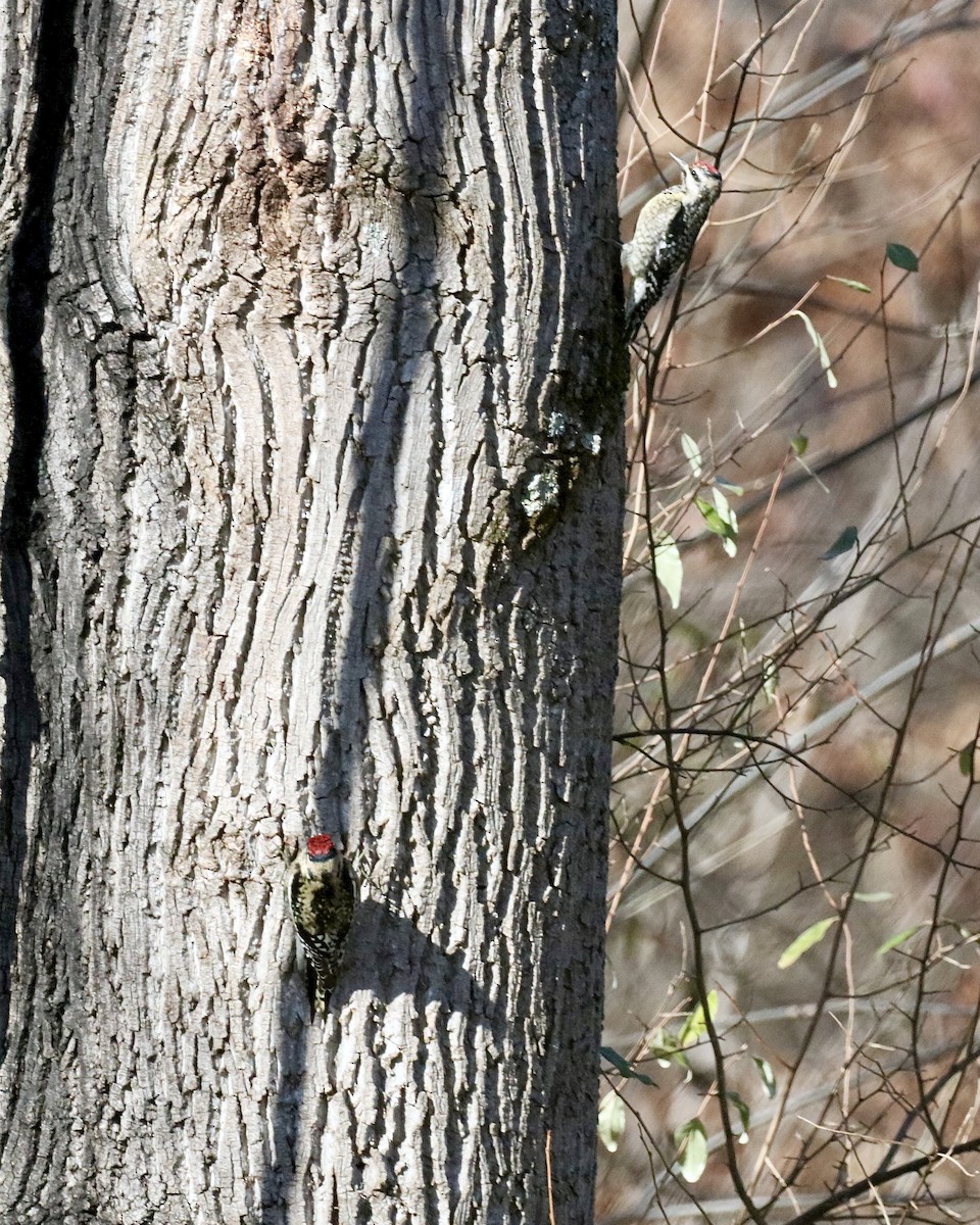 Yellow-bellied Sapsucker - ML646318323