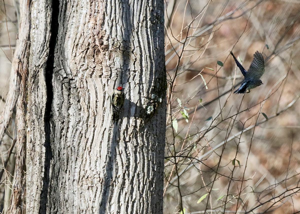 Yellow-bellied Sapsucker - ML646318324