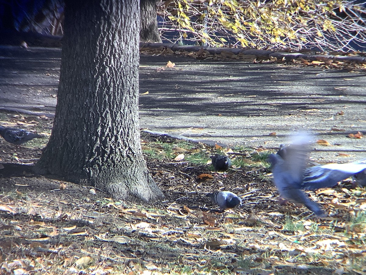 Хөхвөр тагтаа (суурин газрын) - ML646318325