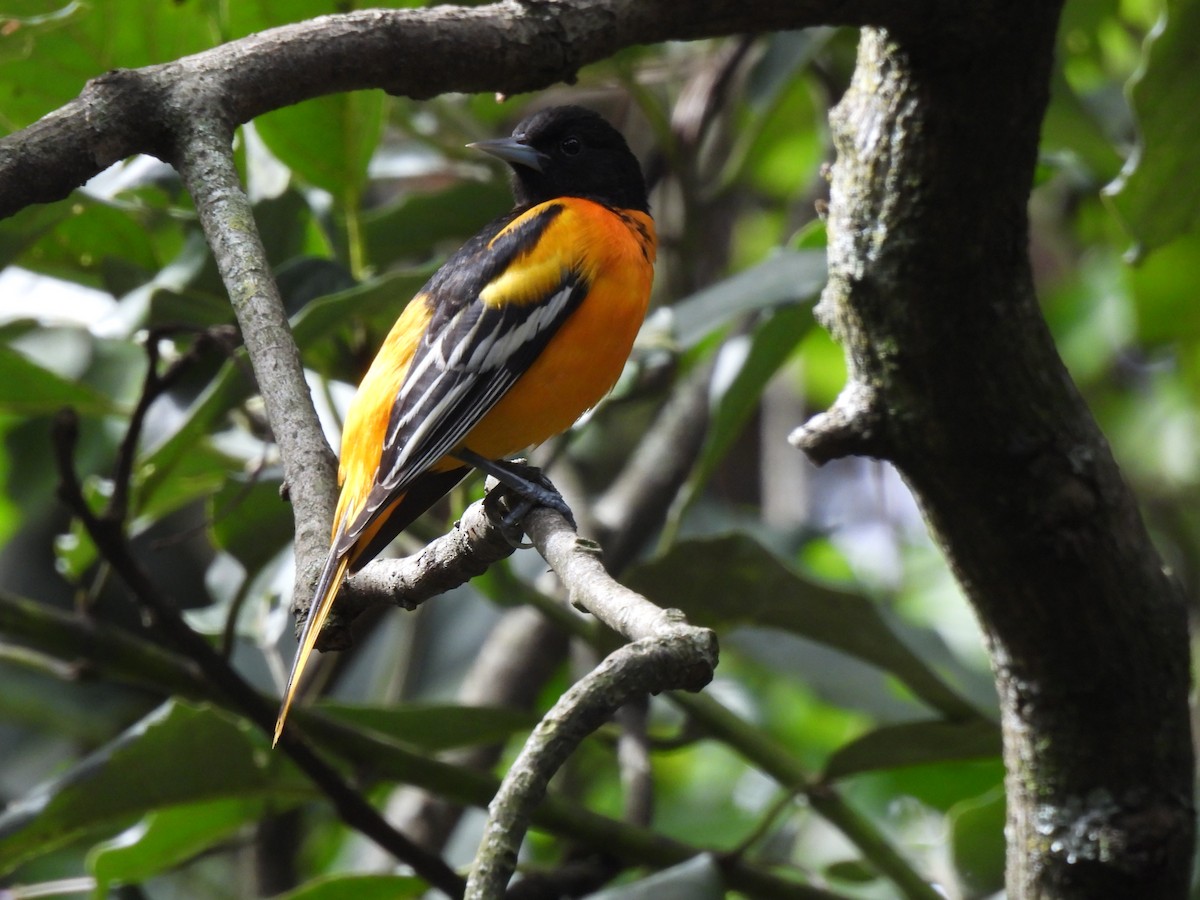 Baltimore Oriole - ML646318326