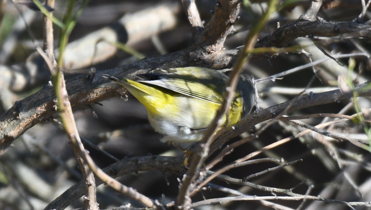 Nashville Warbler - ML646318328