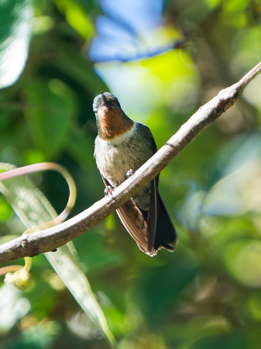 Amethyst-throated Sunangel - ML646318329