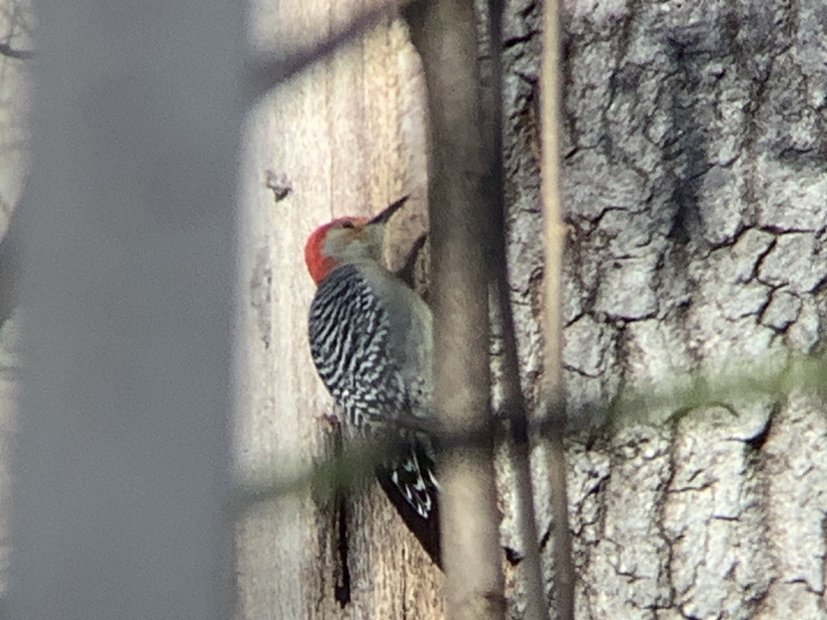 Red-bellied Woodpecker - ML646318332