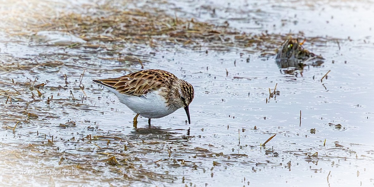 Least Sandpiper - ML646318334