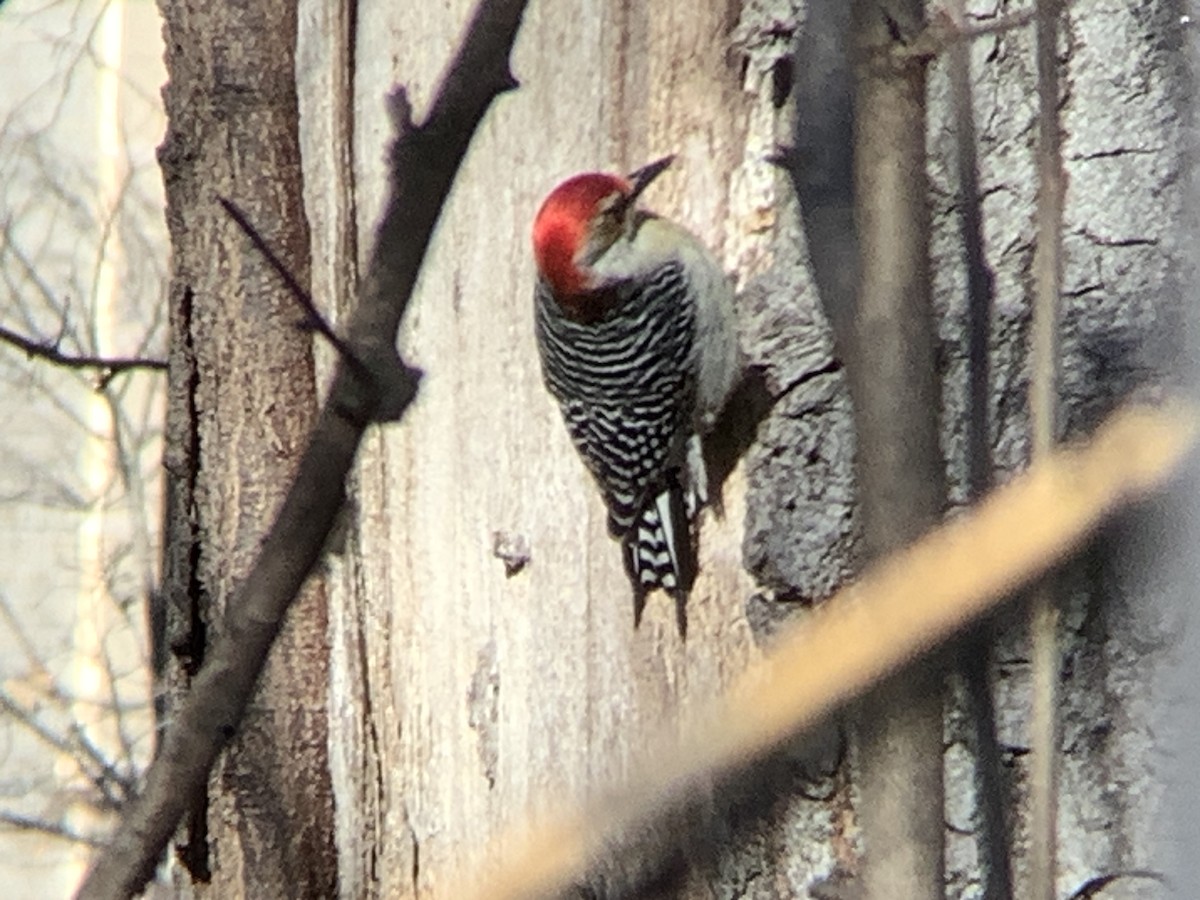 Red-bellied Woodpecker - ML646318335