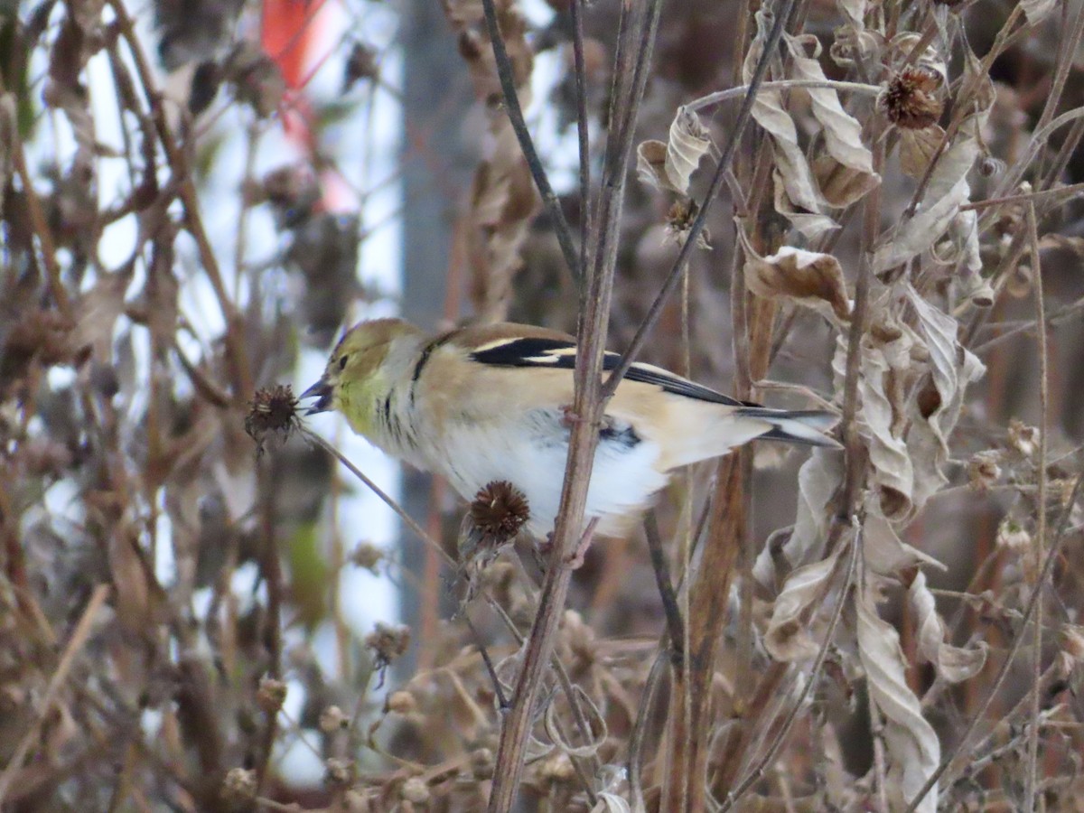 American Goldfinch - ML646318336