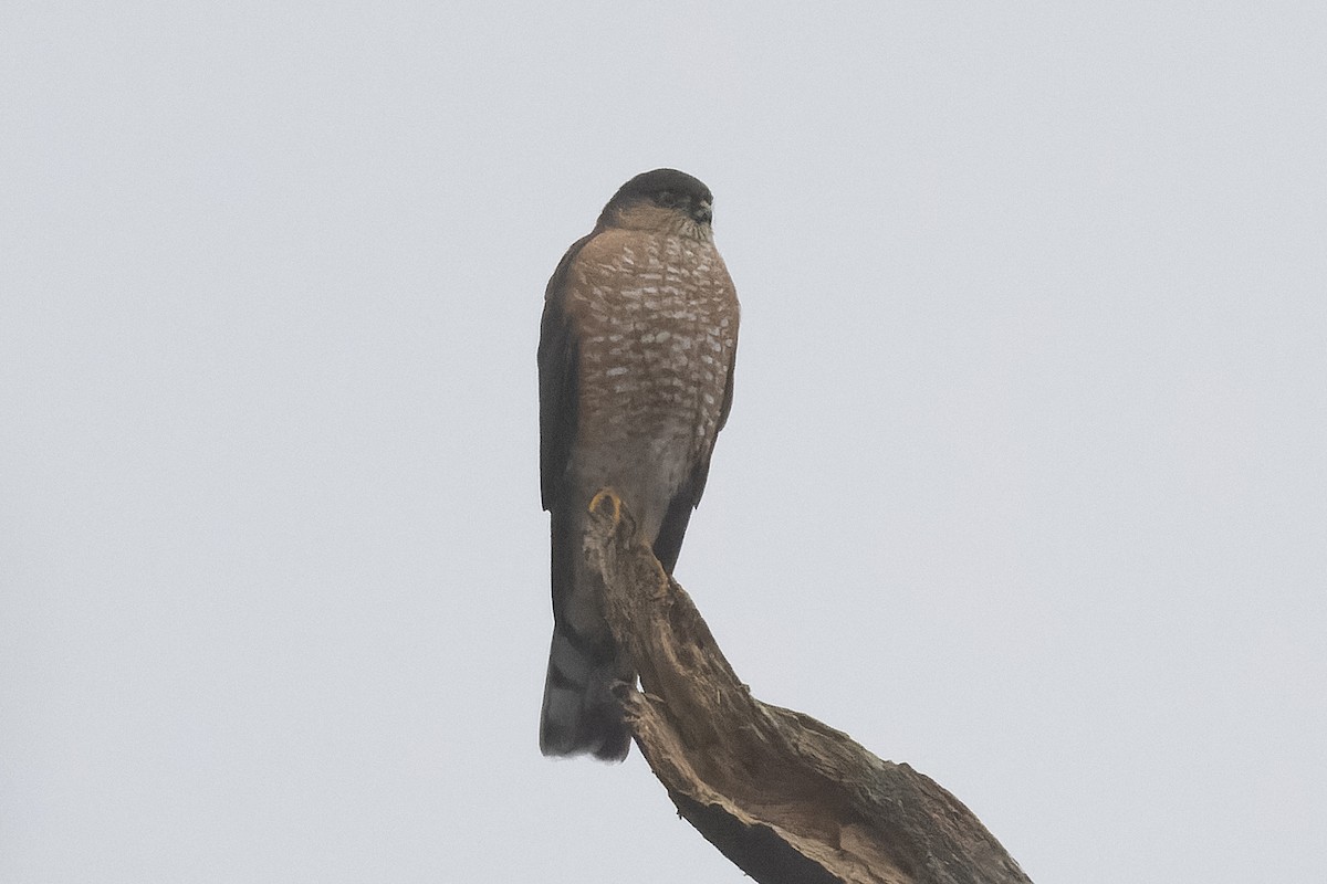 Sharp-shinned Hawk - ML646318337