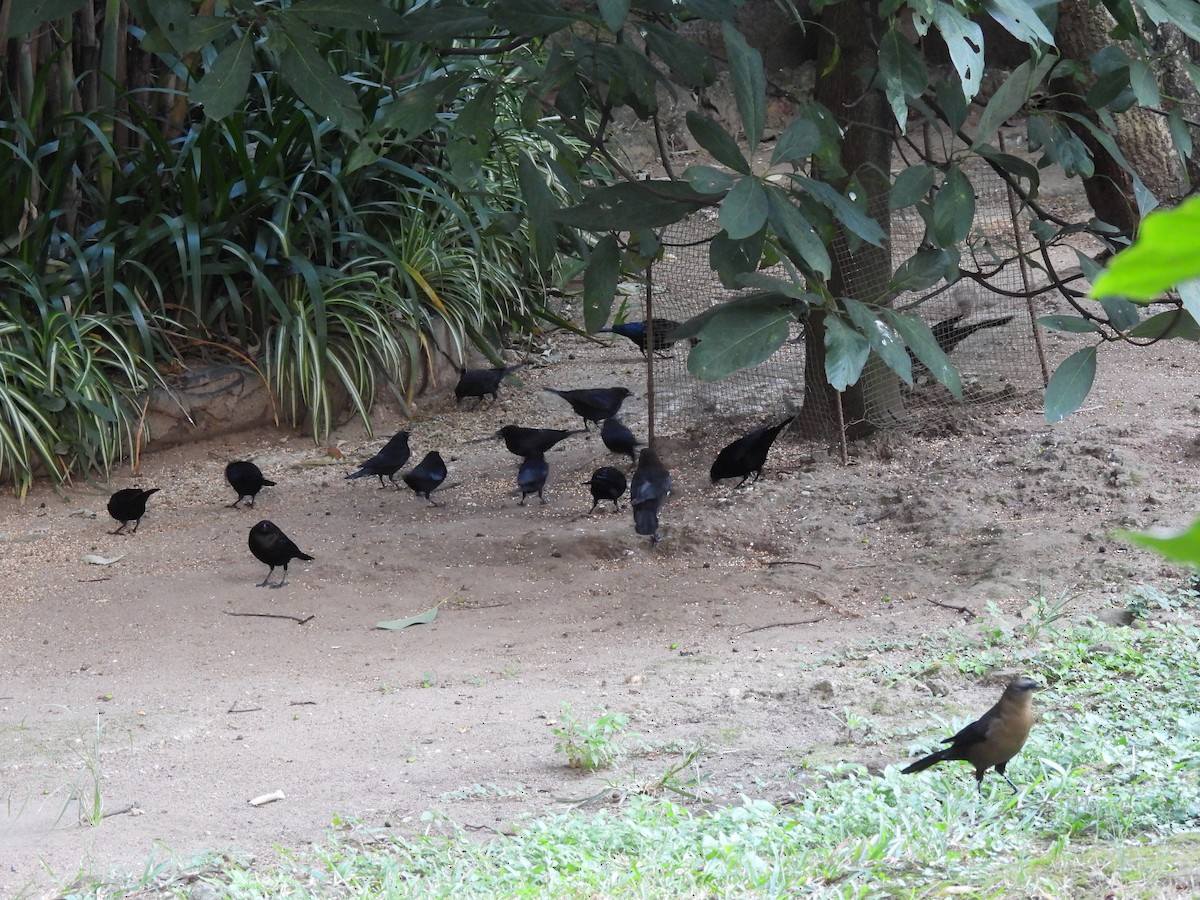 Bronzed Cowbird - ML646318339