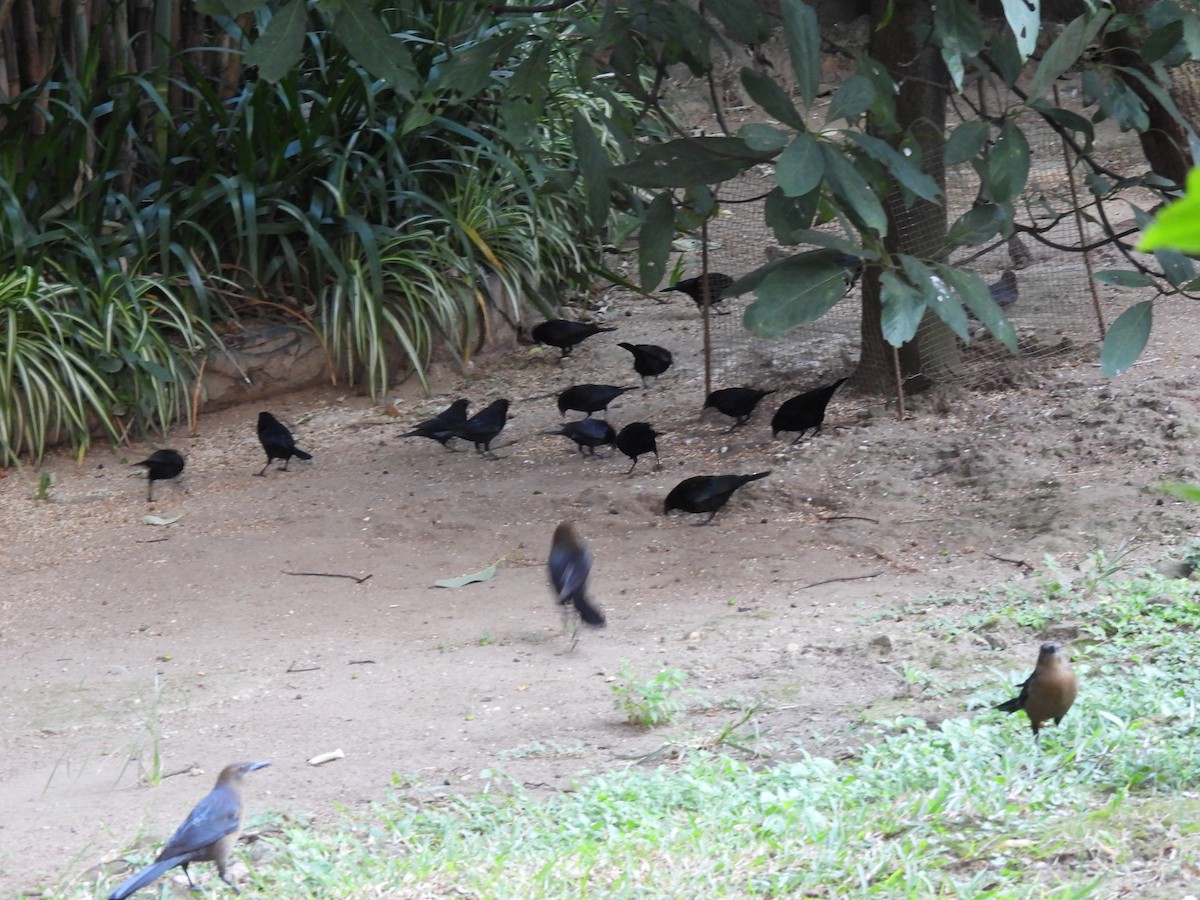 Bronzed Cowbird - ML646318340