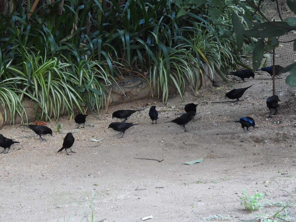 Bronzed Cowbird - ML646318341