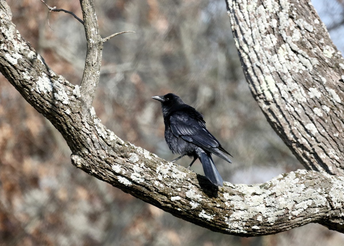 American Crow - ML646318342