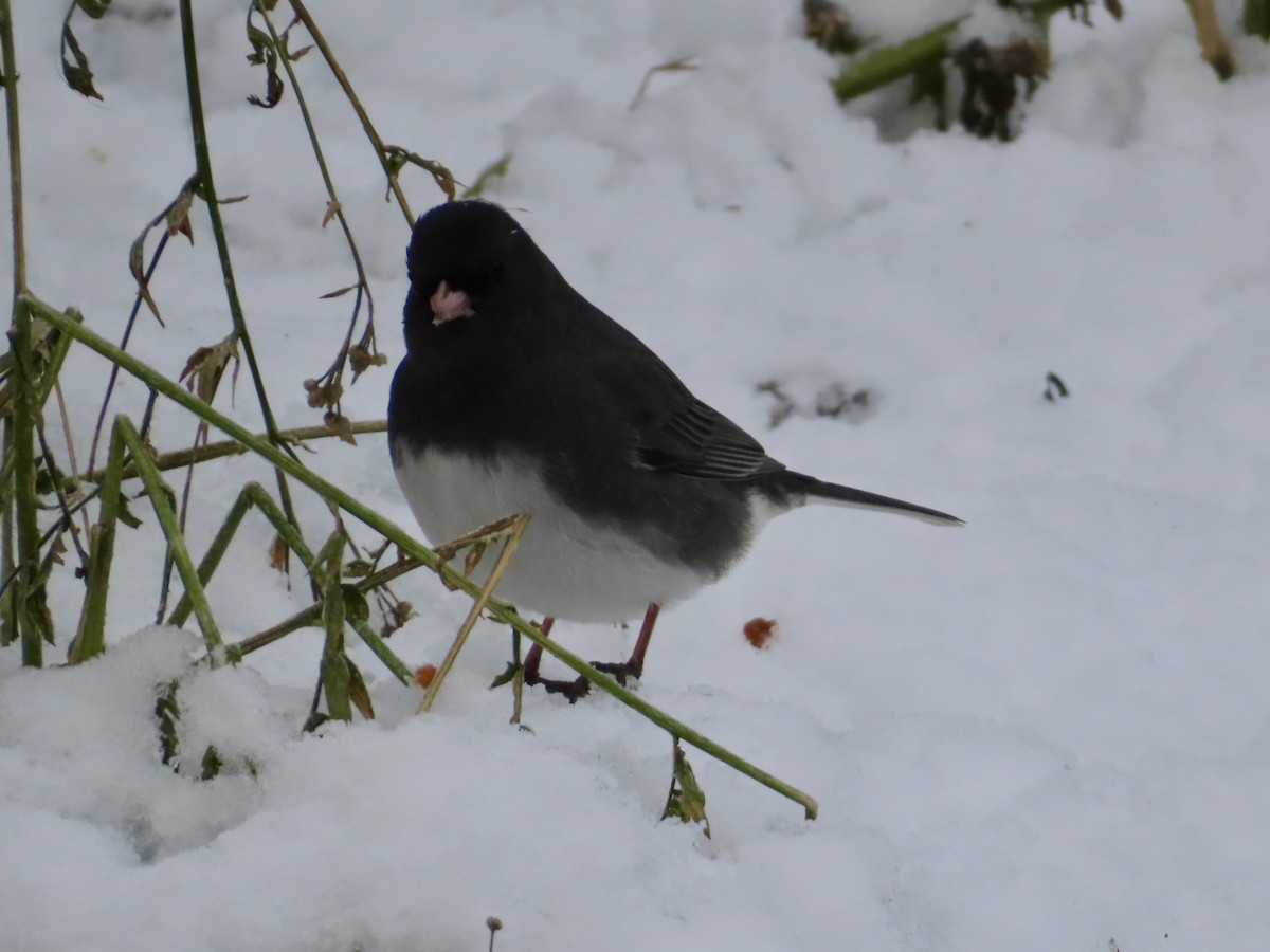 Dark-eyed Junco - ML646318343