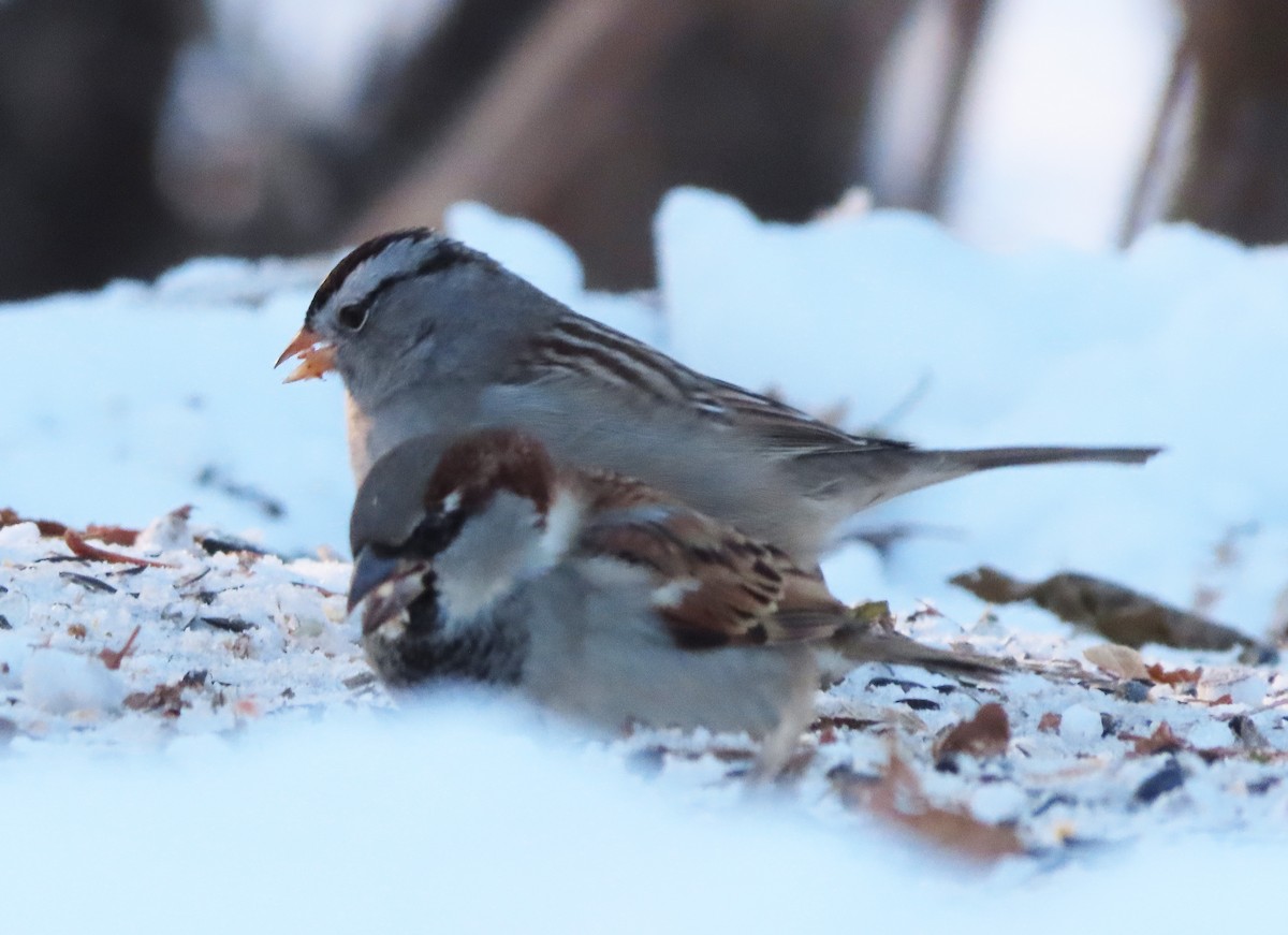 White-crowned Sparrow (Gambel's) - ML646318344