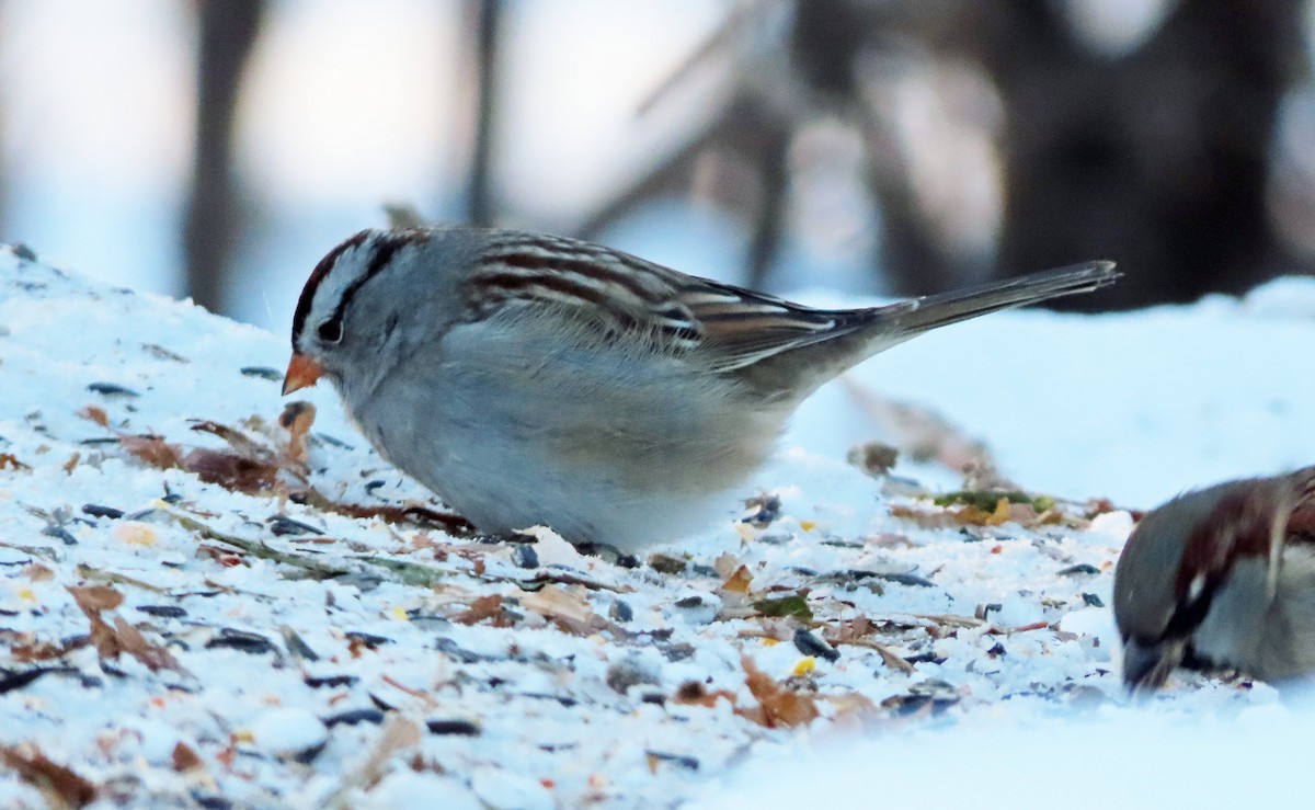 White-crowned Sparrow (Gambel's) - ML646318345