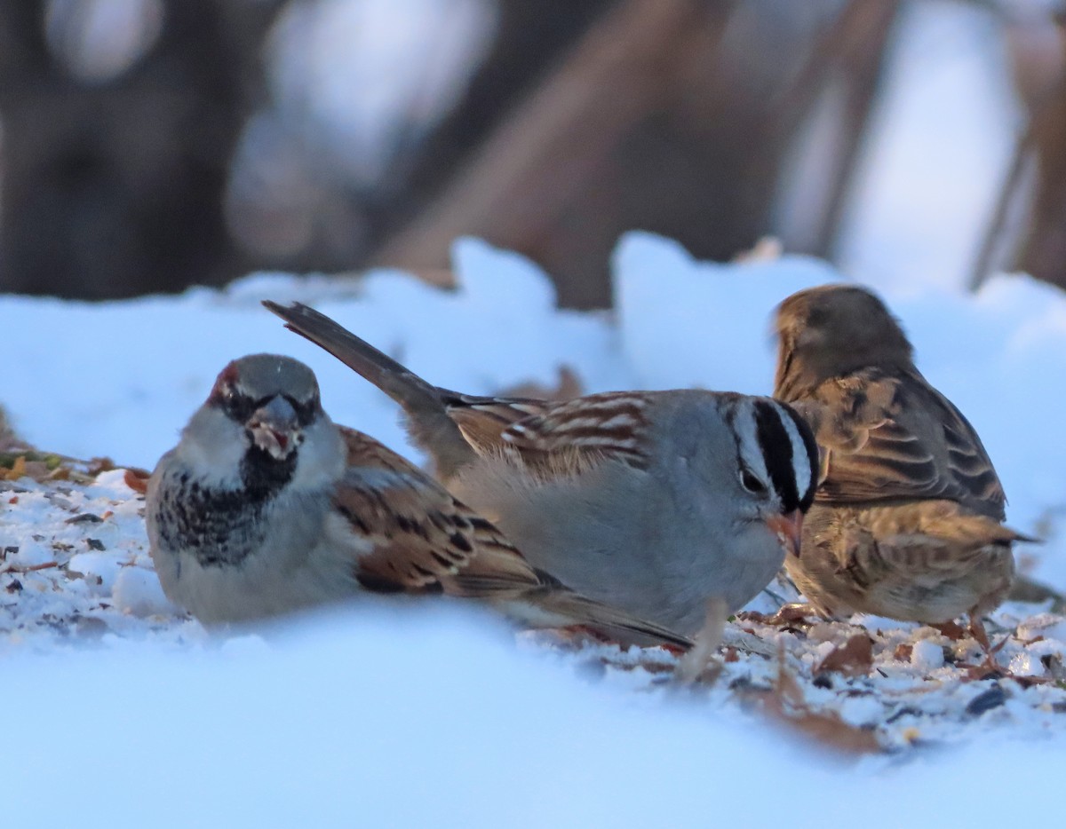 White-crowned Sparrow (Gambel's) - ML646318346