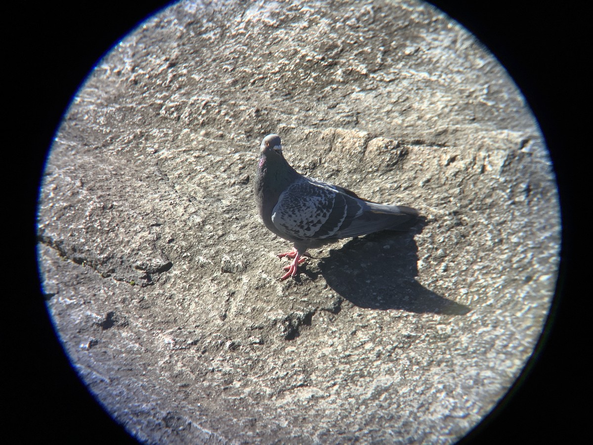 Хөхвөр тагтаа (суурин газрын) - ML646318347