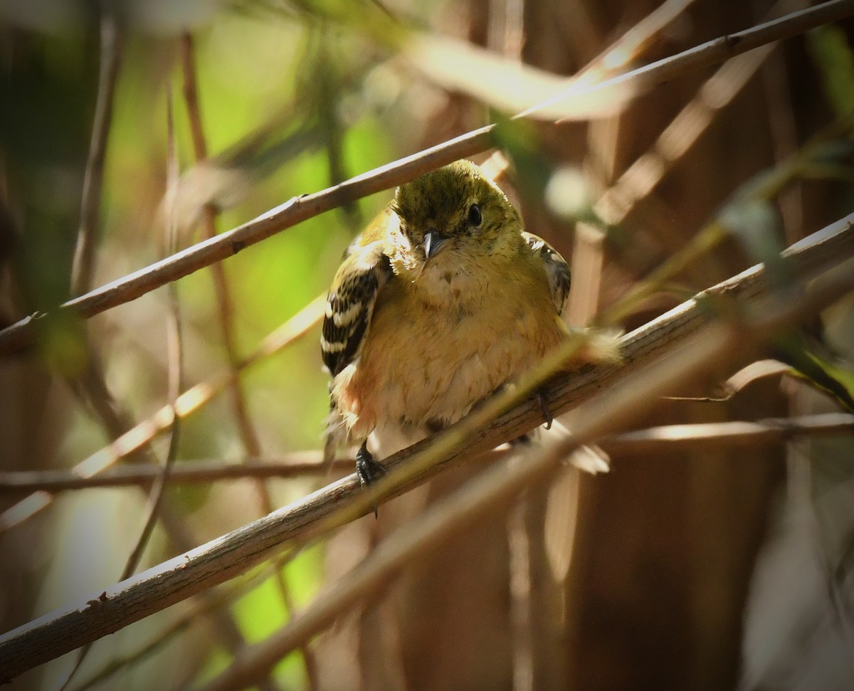 Bay-breasted Warbler - ML646318348