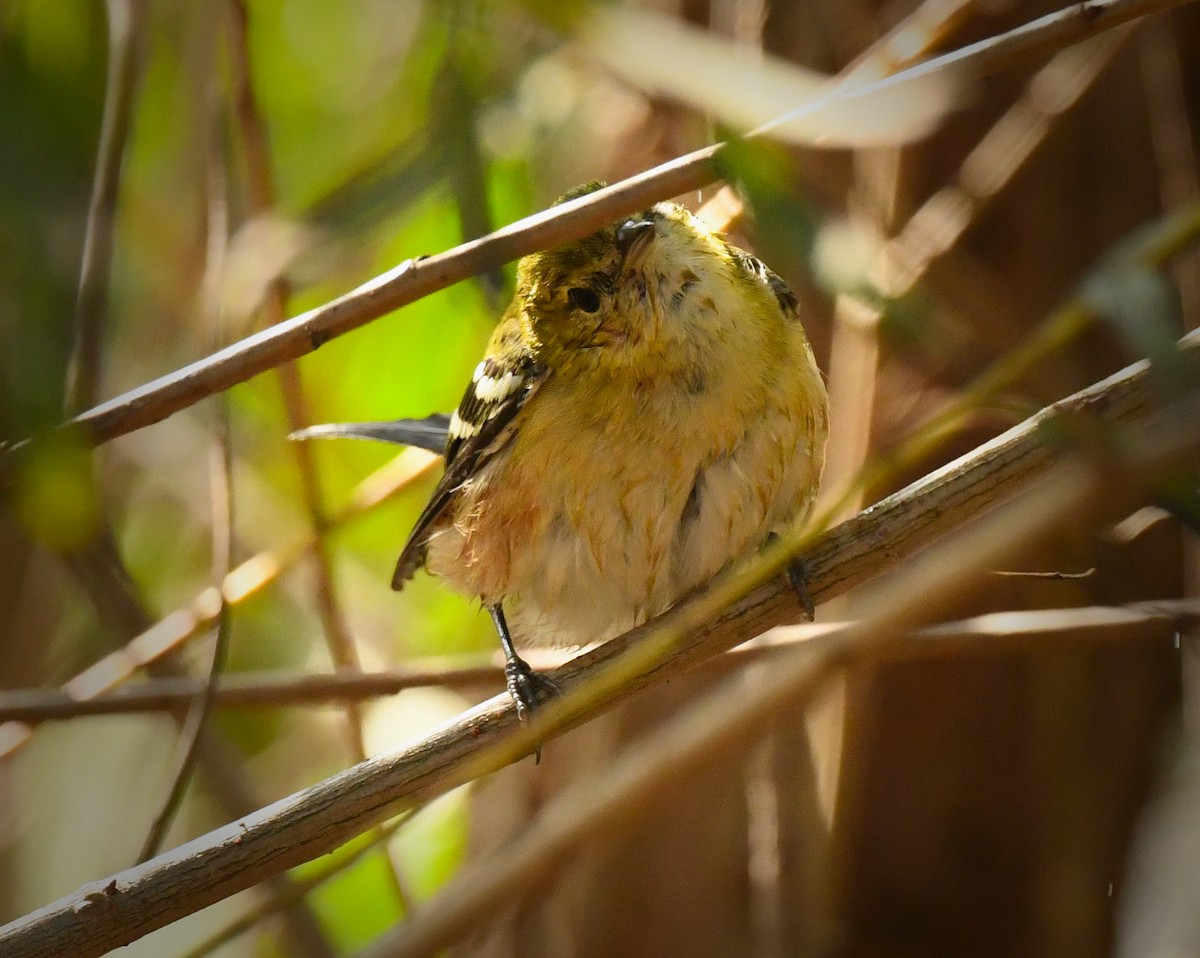 Bay-breasted Warbler - ML646318349