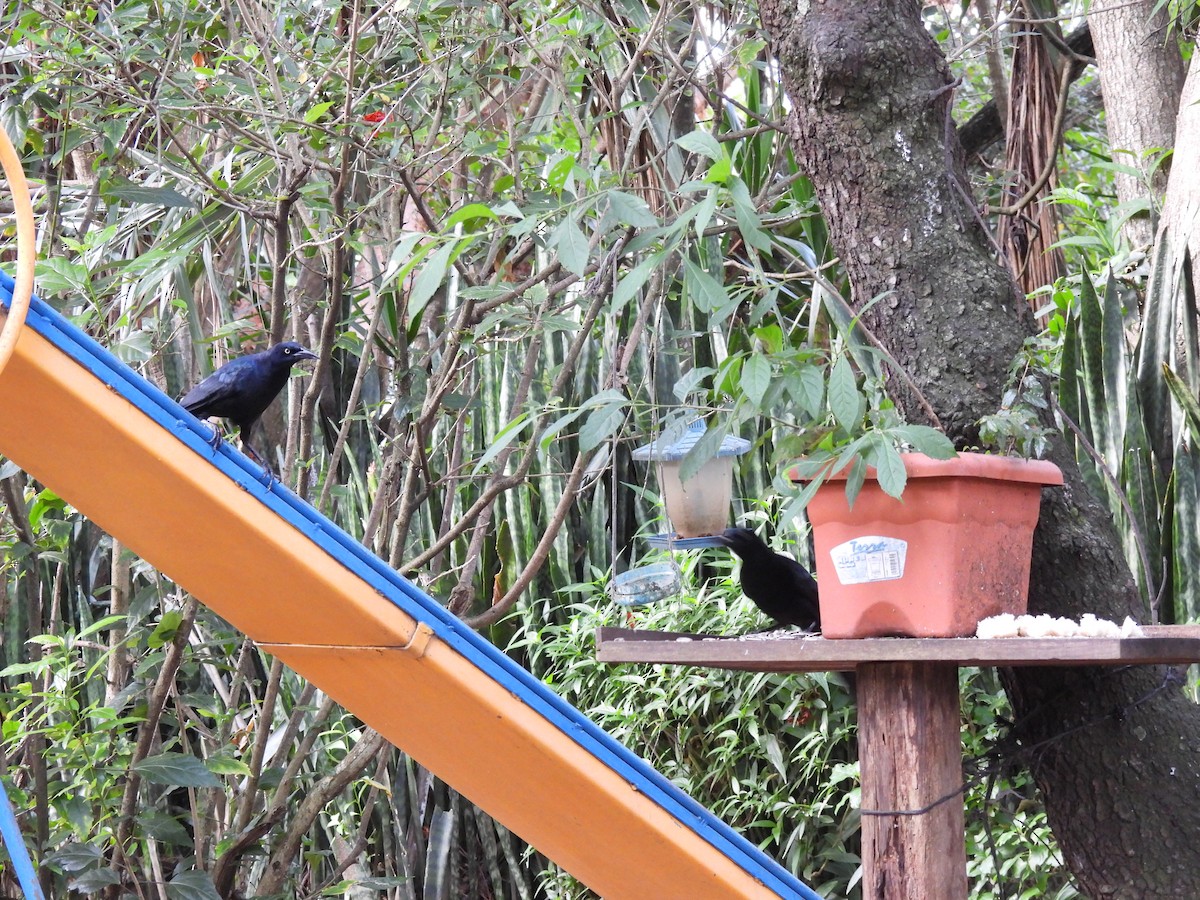 Great-tailed Grackle - ML646318350