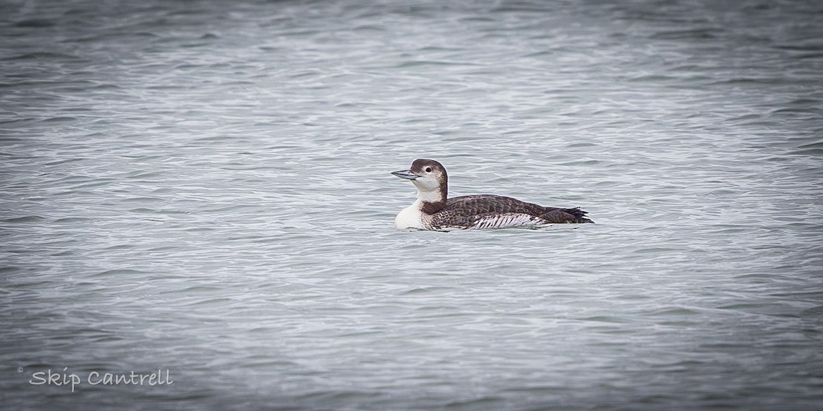 Common Loon - ML646318351