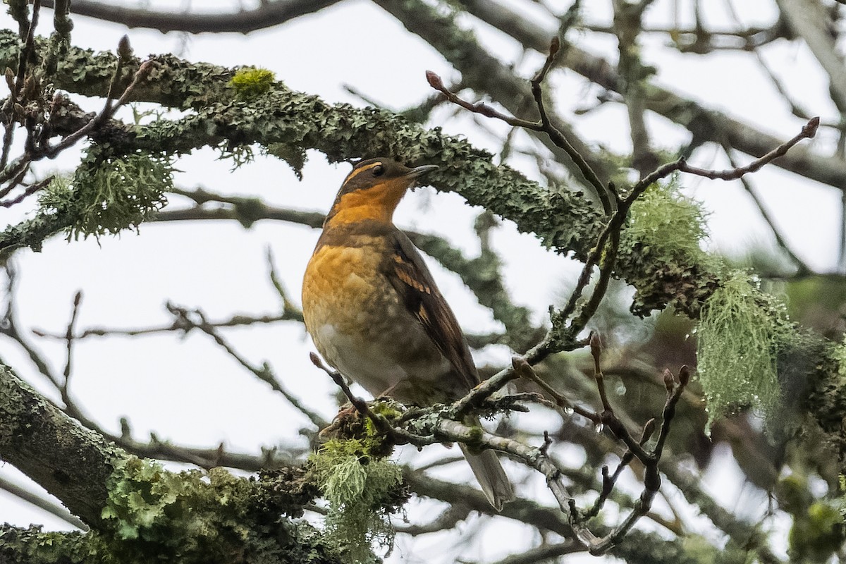 Varied Thrush - ML646318352