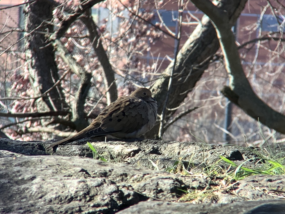 Mourning Dove - ML646318354