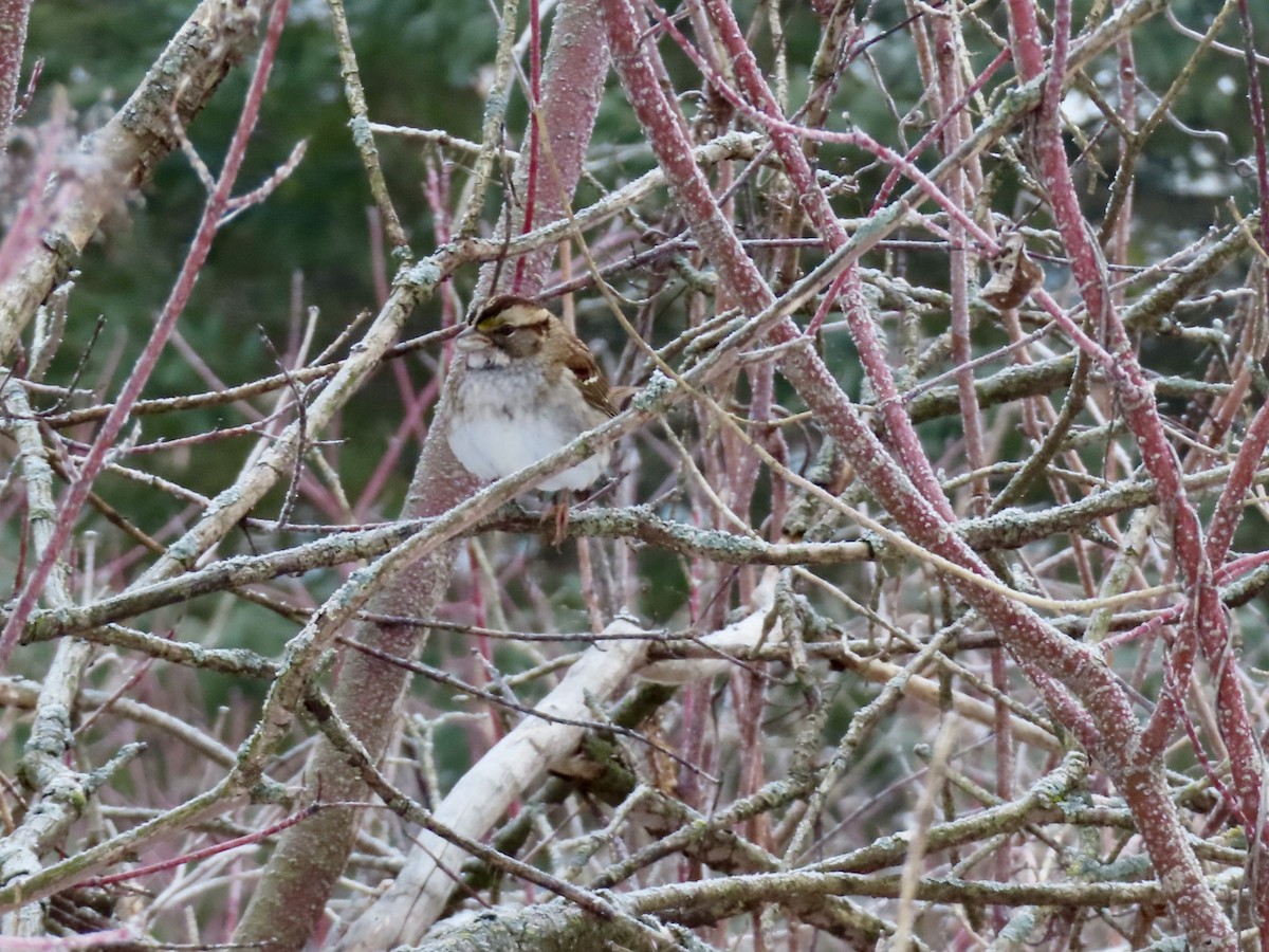 White-throated Sparrow - ML646318359