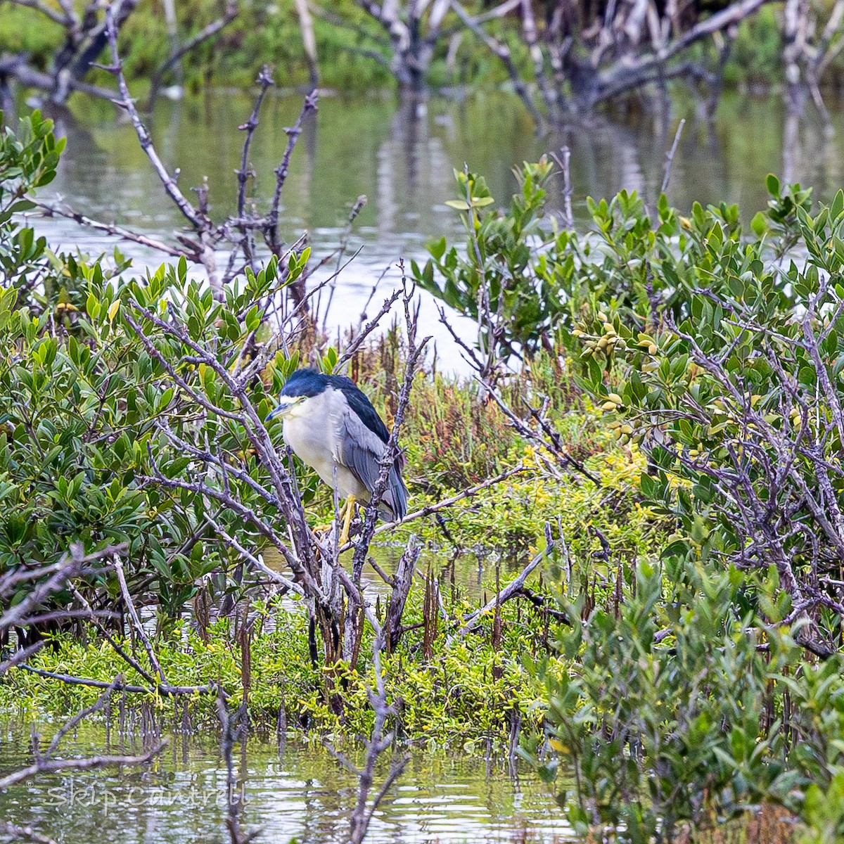 Black-crowned Night Heron - ML646318360
