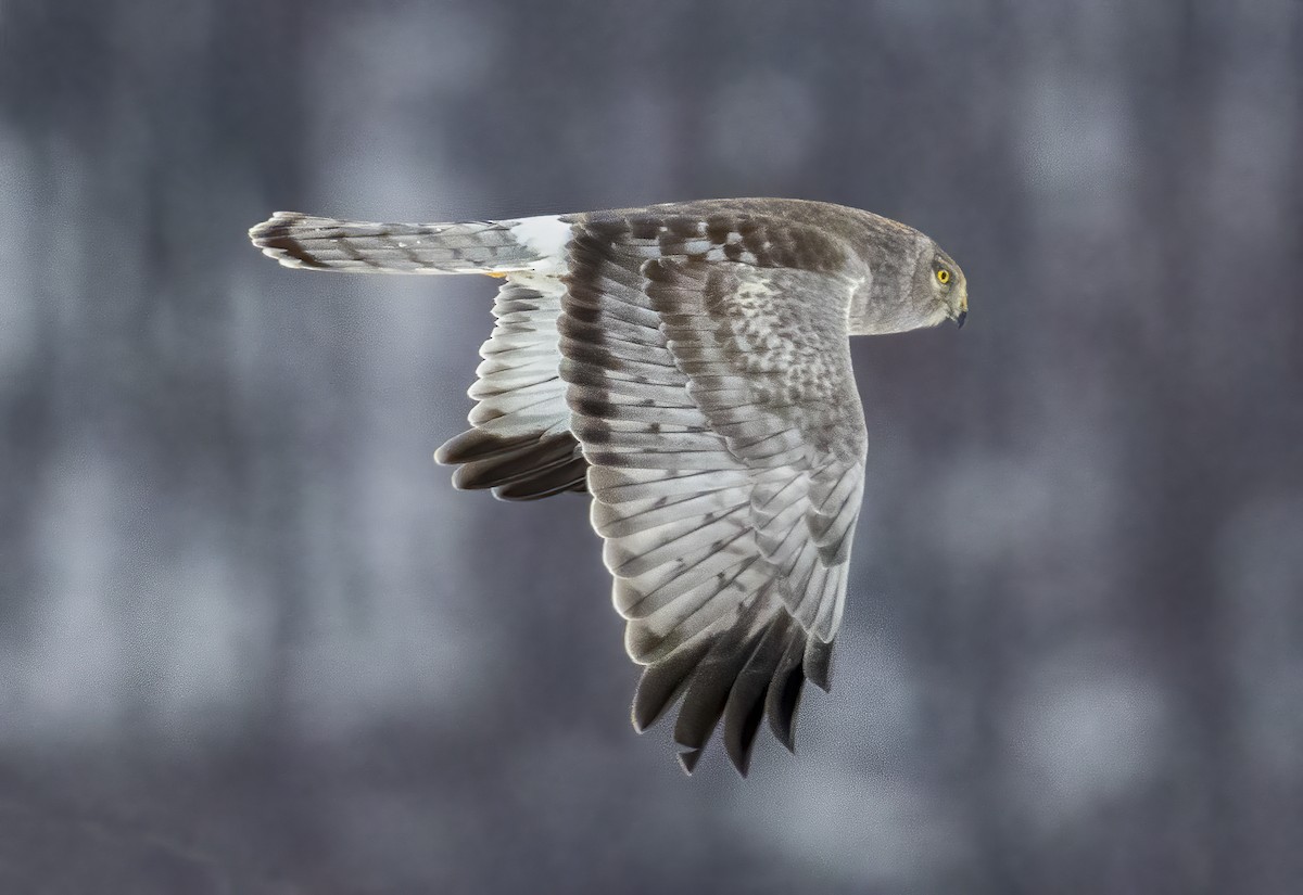 Northern Harrier - ML646318362