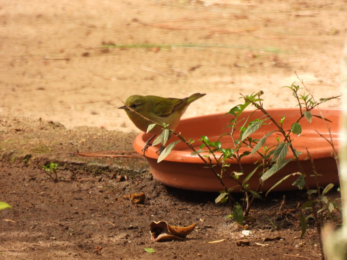 Tennessee Warbler - ML646318365