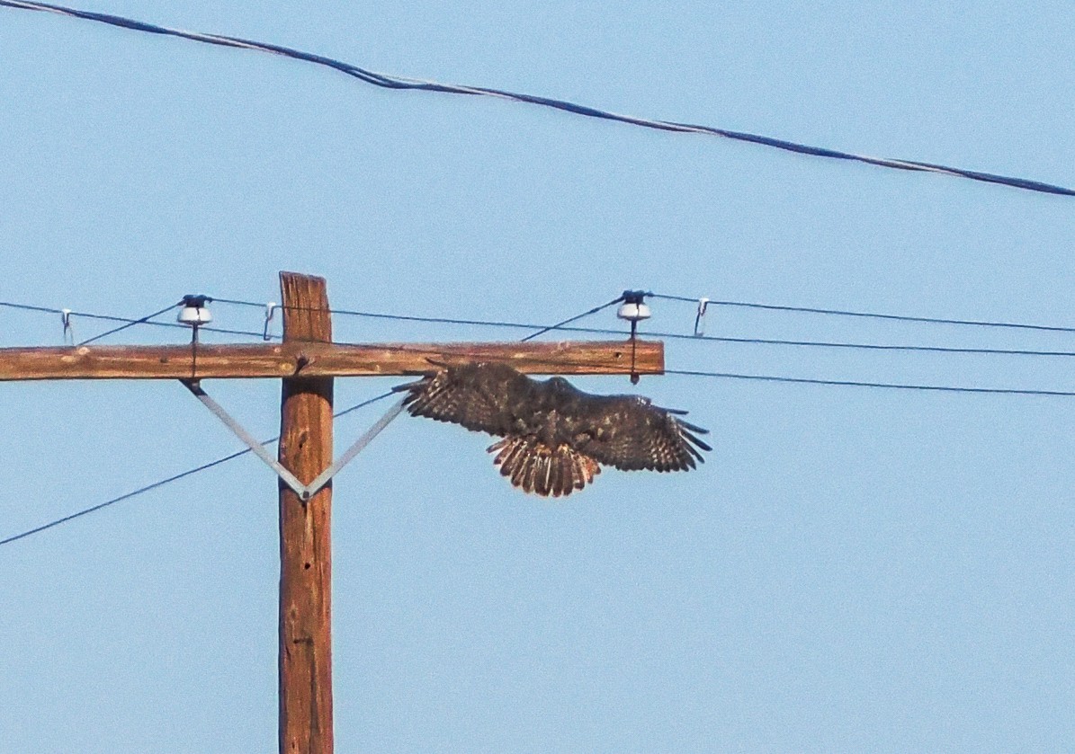 Red-tailed Hawk (Harlan's) - ML646318366