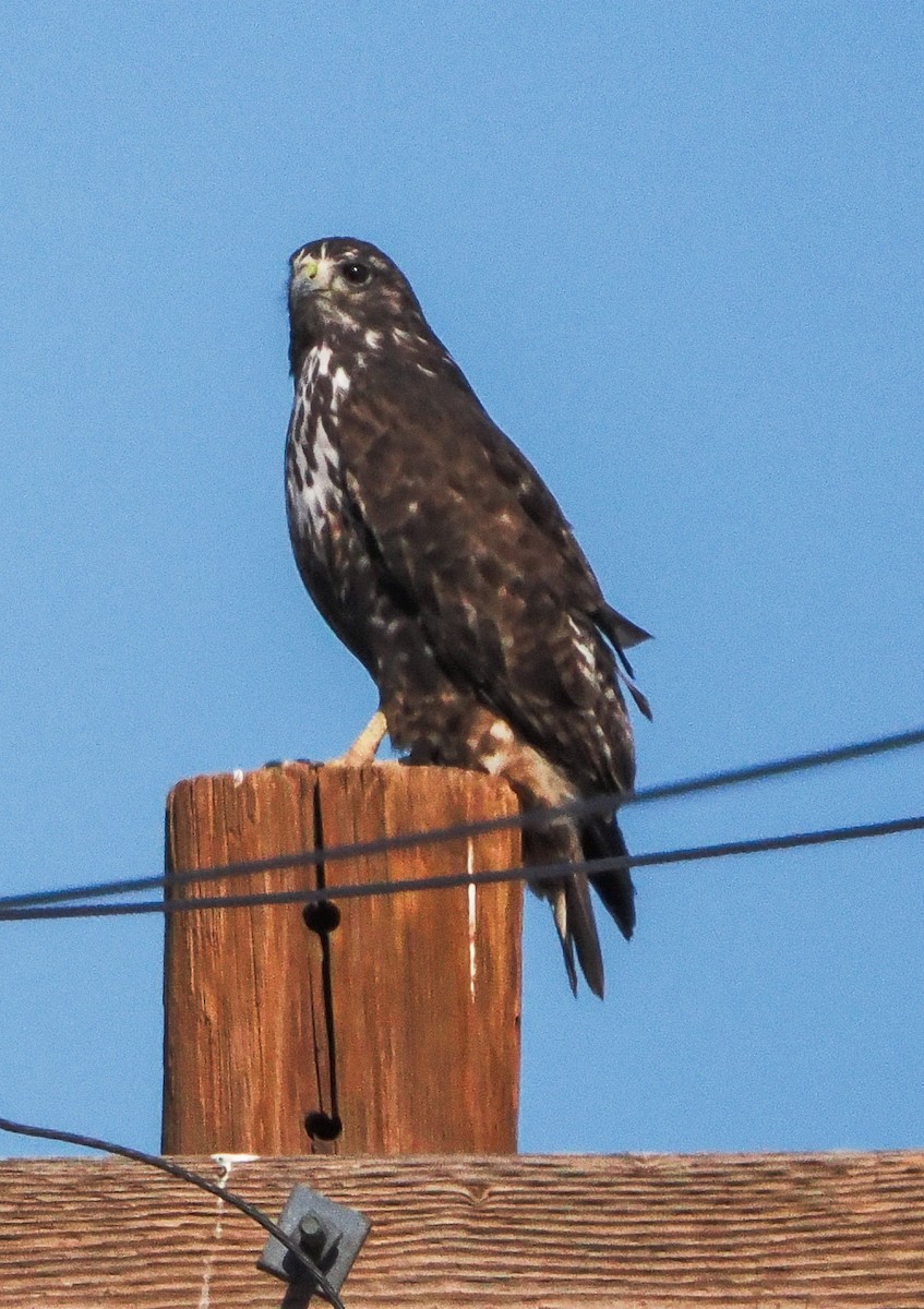 Red-tailed Hawk (Harlan's) - ML646318367