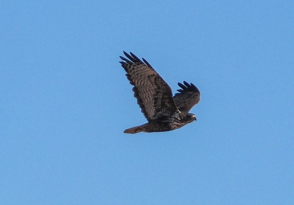 Red-tailed Hawk (Harlan's) - ML646318368